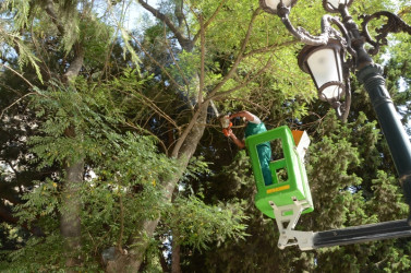 Şam ağaclarının müalicəsi üçün paytaxtda  İsraildən mütəxəssis dəvət edilib