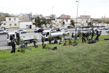 Trees and shrubs that are drought-resistant and suitable for the local climate are planted in the capital