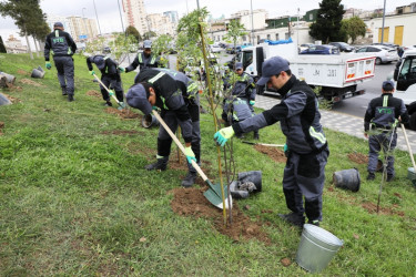 Trees and shrubs that are drought-resistant and suitable for the local climate are planted in the capital