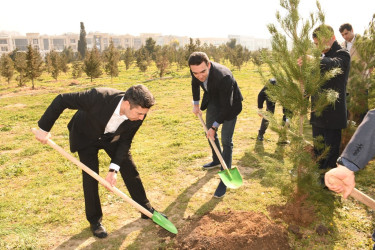 Bakıda növbəti ağacəkmə aksiyası və iməclik keçirilib