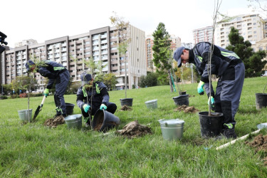 Trees and shrubs that are drought-resistant and suitable for the local climate are planted in the capital