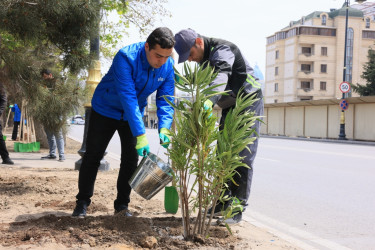 Paytaxtda zədələnən ağacların yerinə yeni ağaclar əkilir