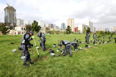 Trees and shrubs that are drought-resistant and suitable for the local climate are planted in the capital