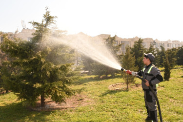 Bakıda növbəti ağacəkmə aksiyası və iməclik keçirilib