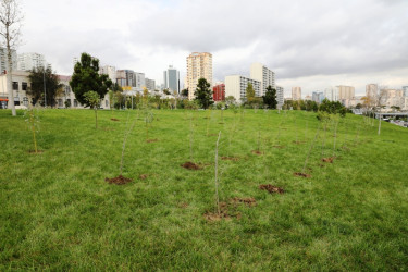 Trees and shrubs that are drought-resistant and suitable for the local climate are planted in the capital