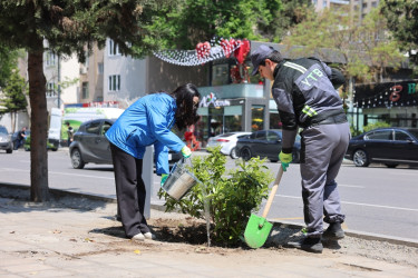Paytaxtda zədələnən ağacların yerinə yeni ağaclar əkilir