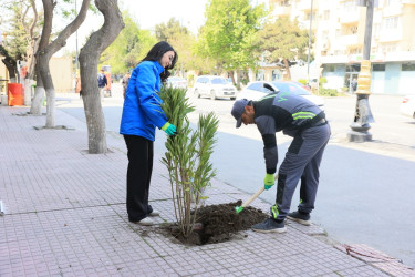 Paytaxtda zədələnən ağacların yerinə yeni ağaclar əkilir