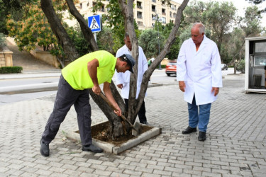Olive trees have been treated in the capital city