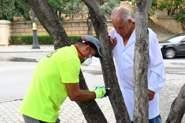 Olive trees have been treated in the capital city