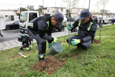 Trees and shrubs that are drought-resistant and suitable for the local climate are planted in the capital