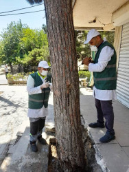 Statement on the treatment of olive trees in the capital