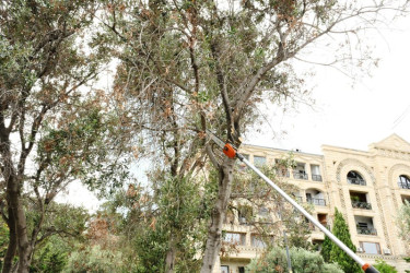 Paytaxtda zeytun ağaclarının müalicəsinə başlanılıb