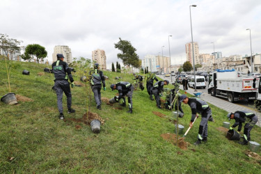 Trees and shrubs that are drought-resistant and suitable for the local climate are planted in the capital