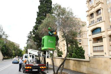 Statement on the treatment of olive trees in the capital
